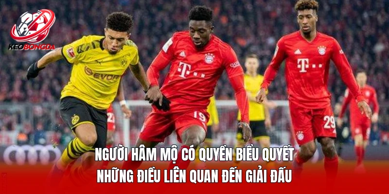 Người hâm mộ có quyền biểu quyết những điều liên quan đến giải đấu